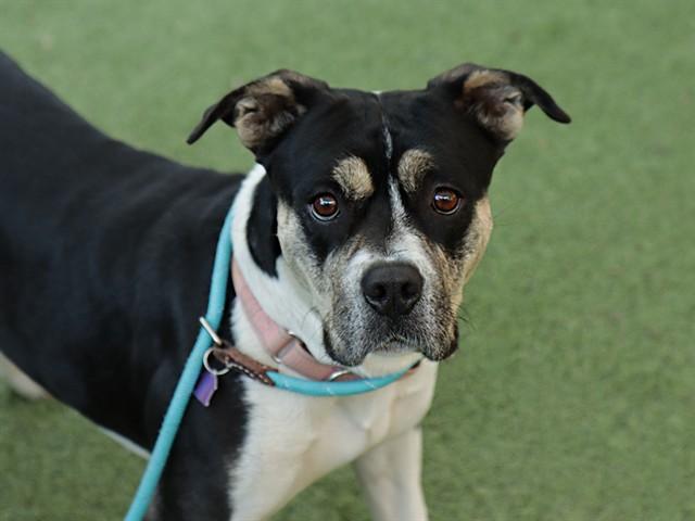 SWEETIE, Adoptable, Young Female Pit Bull Terrier.