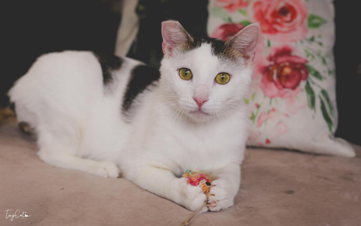 Pecos, Adoptable, Young Male Domestic Short Hair.
