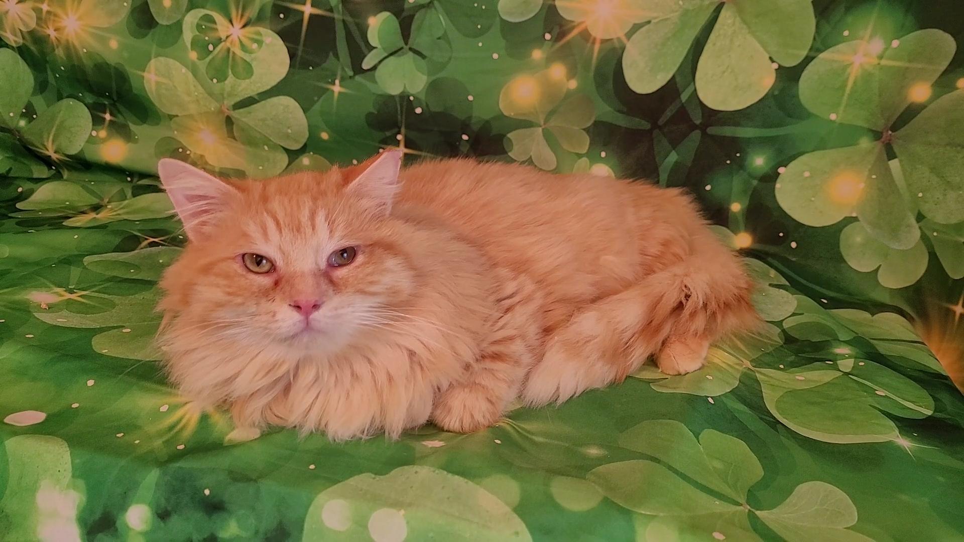 Enlarge BANANA, a Adoptable mixed breed in Escalon, CA image 3/6