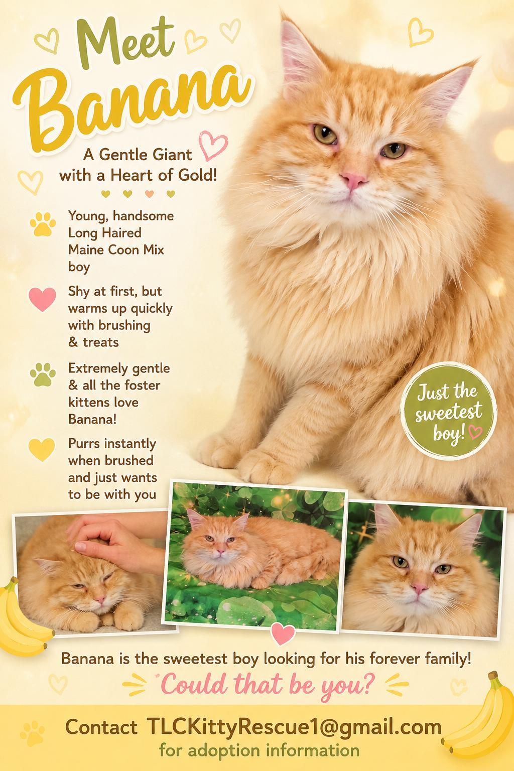 BANANA, Adoptable, Young Male Maine Coon & Domestic Long Hair.