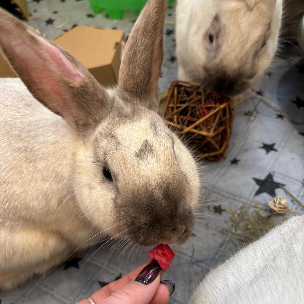 Glaceon, a Adoptable Bunny Rabbit in Puslinch, ON image 1/6