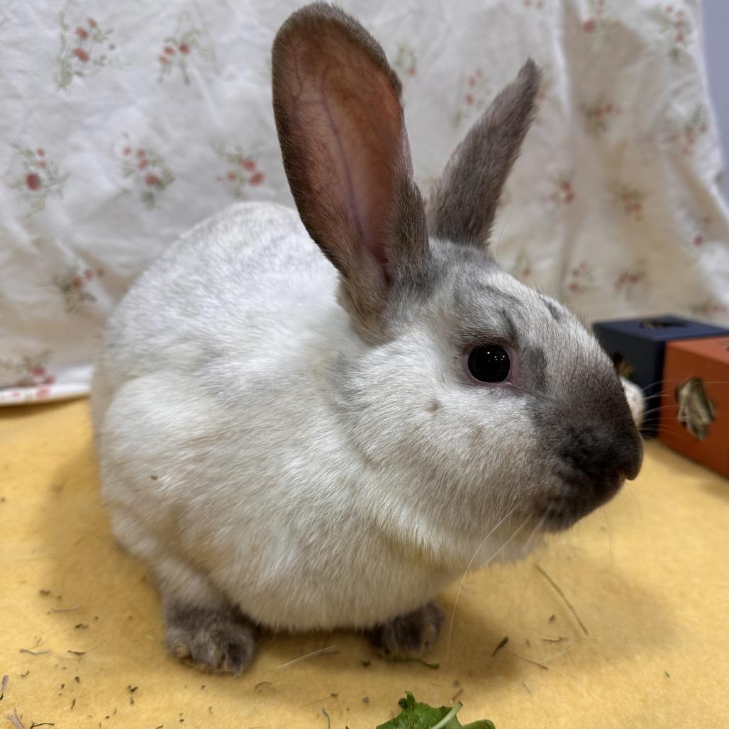 Glaceon, Adoptable, Young Female Bunny Rabbit.