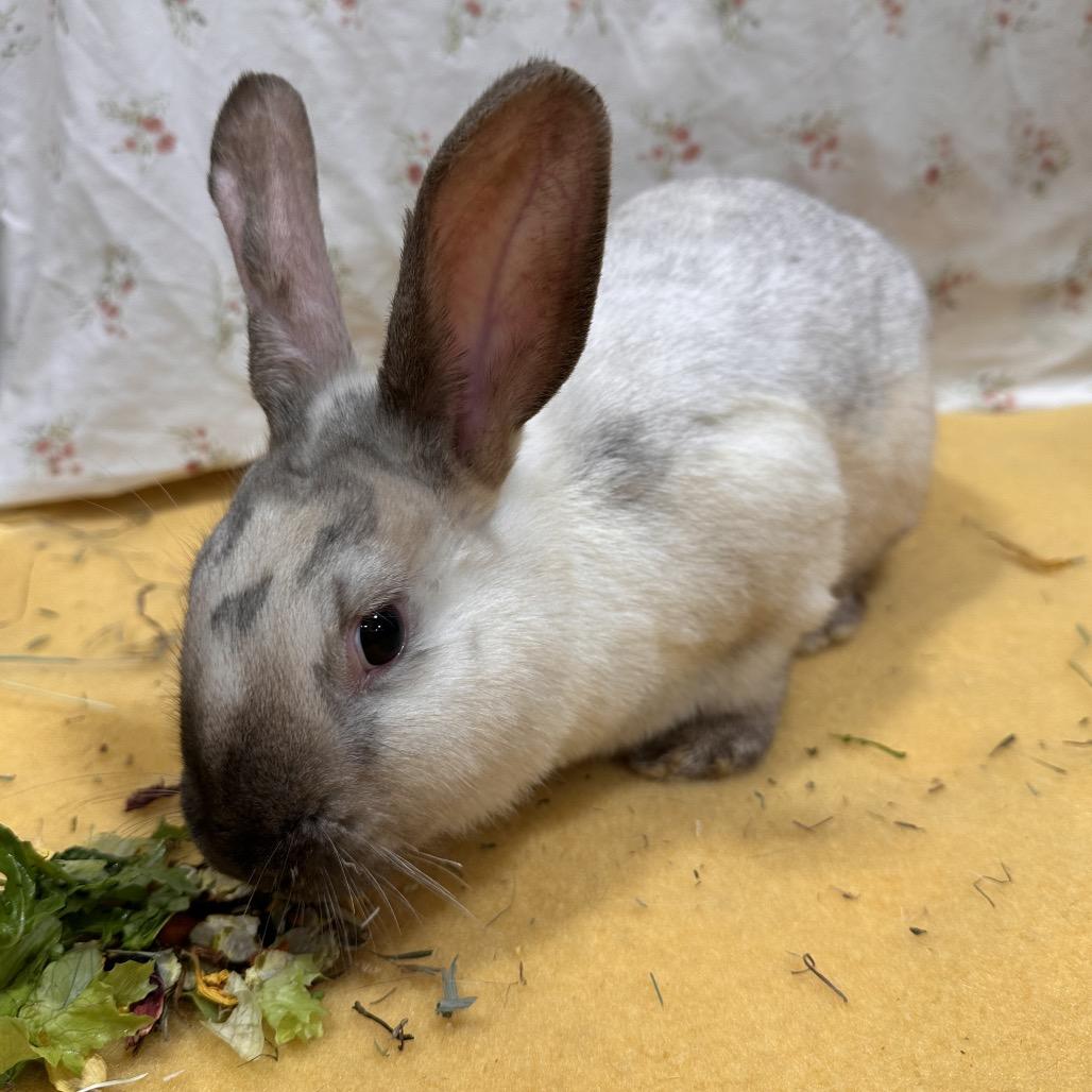 Glaceon, a Adoptable Bunny Rabbit in Puslinch, ON image 3/6