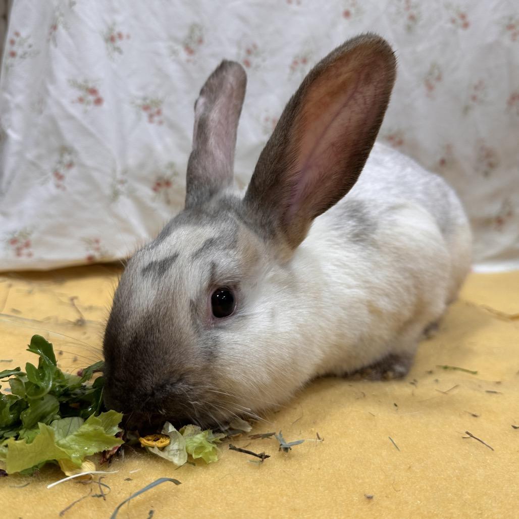 Glaceon, a Adoptable Bunny Rabbit in Puslinch, ON image 4/6