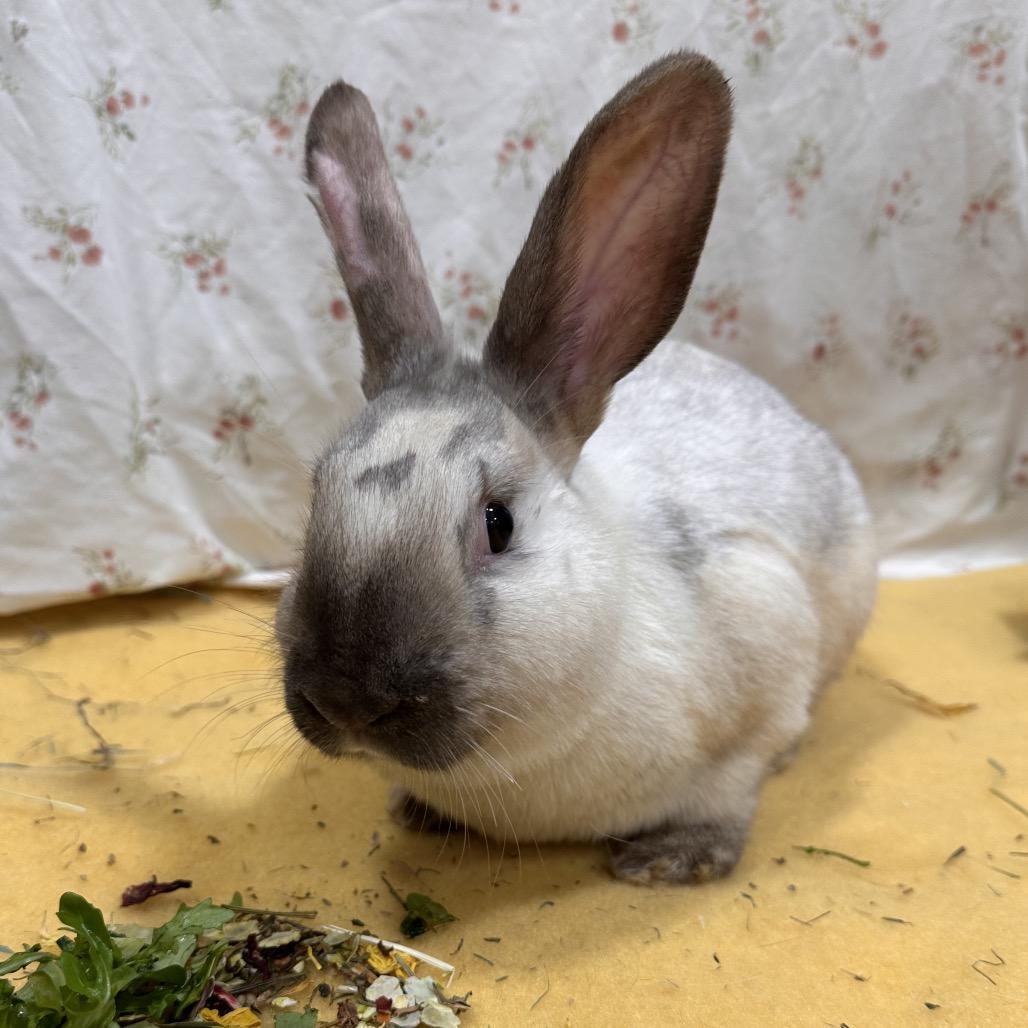 Glaceon, a Adoptable Bunny Rabbit in Puslinch, ON image 5/6