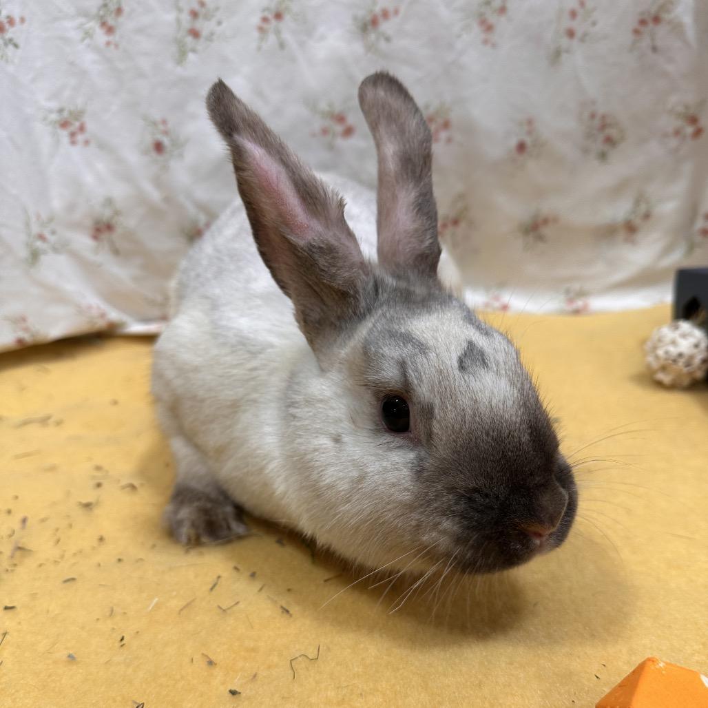 Glaceon, a Adoptable Bunny Rabbit in Puslinch, ON image 6/6