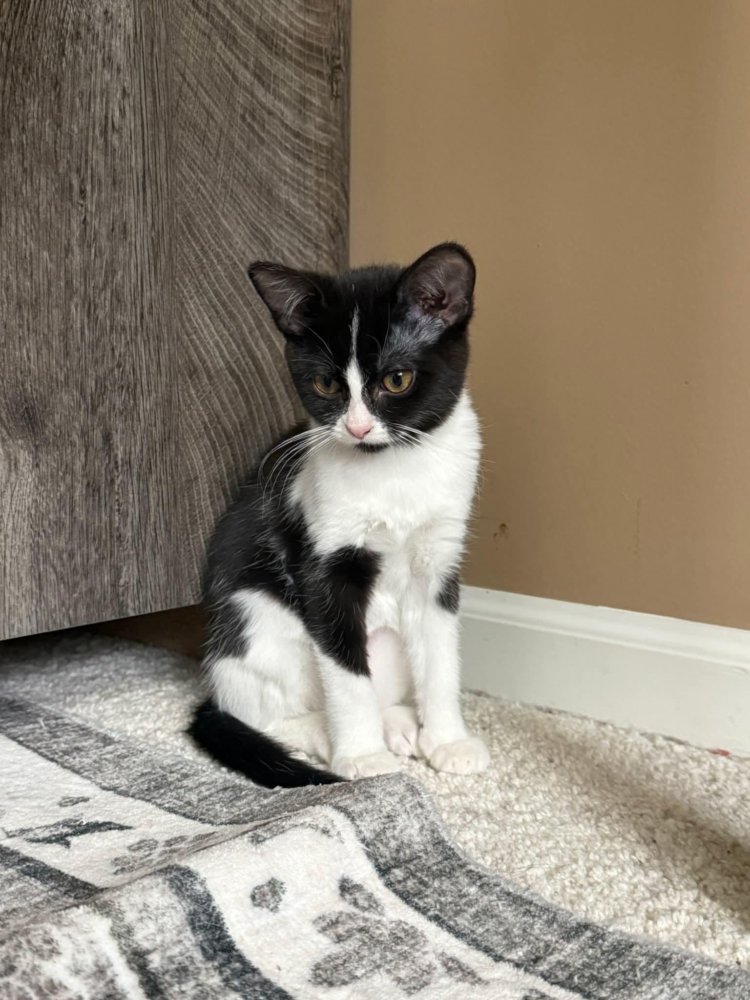 Enlarge BUTTERCUP, a Adoptable Domestic Short Hair in Elgin, IL image 1/3