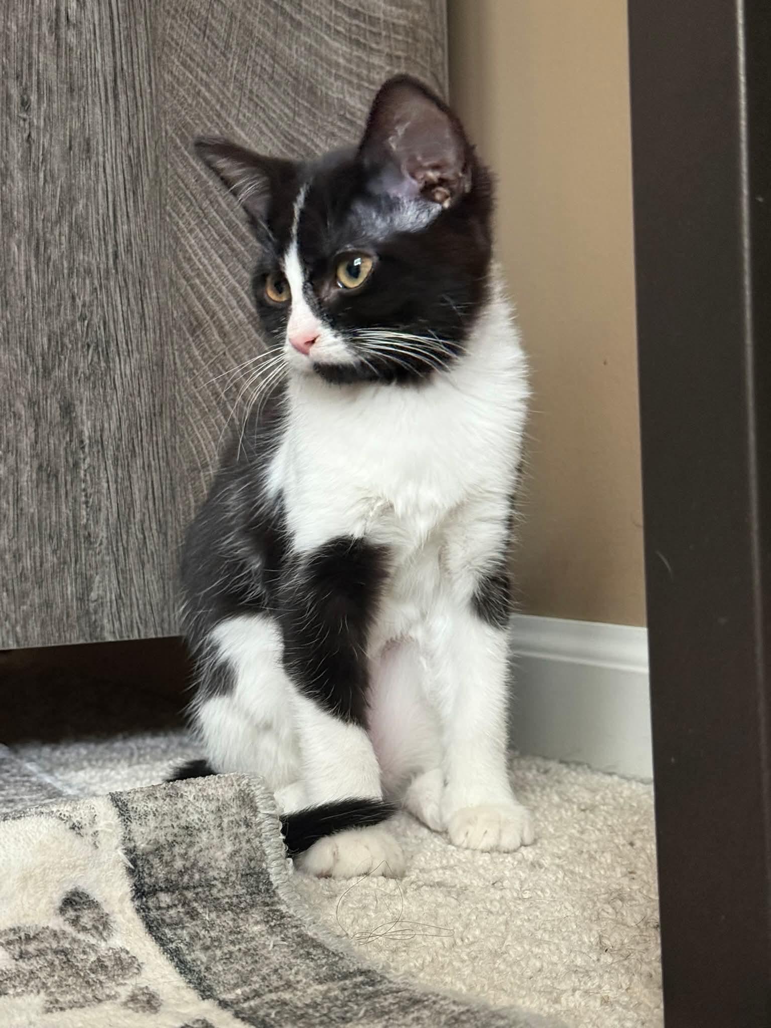 Enlarge BUTTERCUP, a Adoptable Domestic Short Hair in Elgin, IL image 2/3