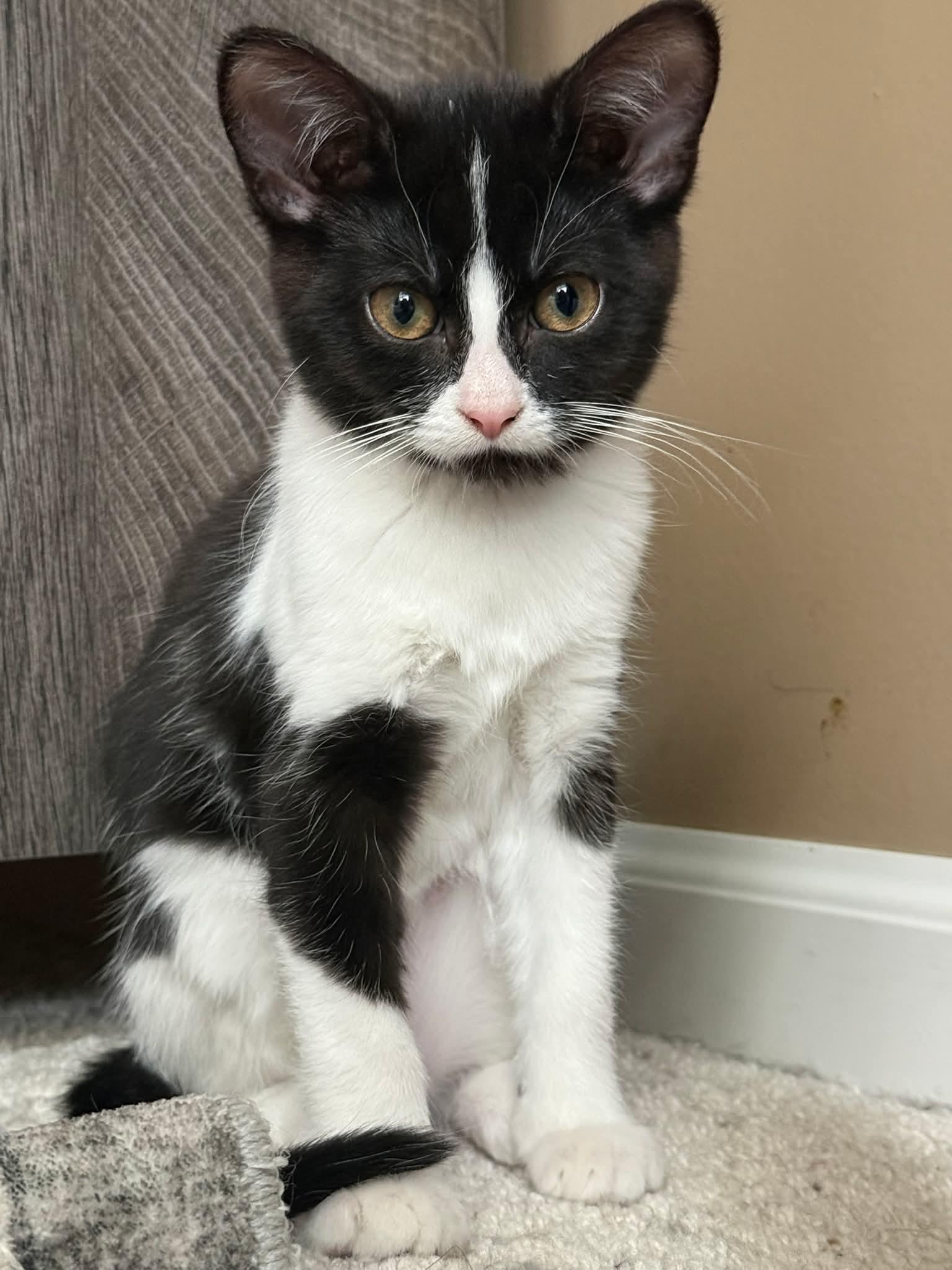 Enlarge BUTTERCUP, a Adoptable Domestic Short Hair in Elgin, IL image 3/3