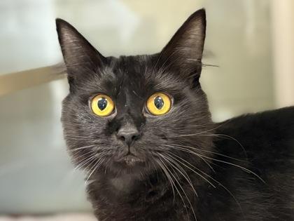 Jellyfish, Adoptable, Adult Female Domestic Short Hair & Domestic Short Hair.