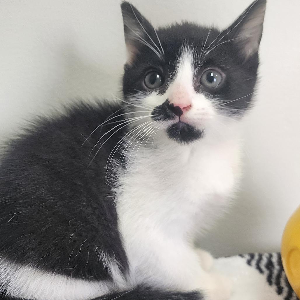 Spike, a Adoptable Domestic Short Hair in Toledo, OH image 1/2