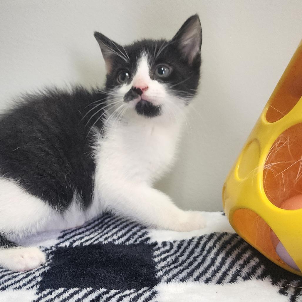 Spike, a Adoptable Domestic Short Hair in Toledo, OH image 2/2
