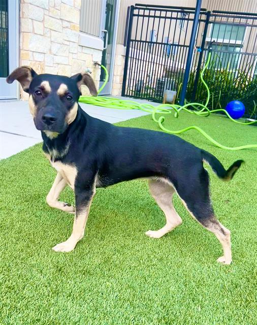 Enlarge REYNA, a Adoptable mixed breed in Baytown, TX image 1/1