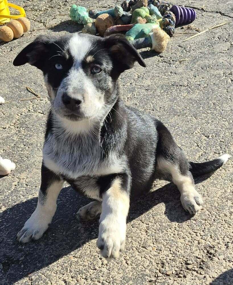 Enlarge Nature Dawgs : Willow, a Adoptable mixed breed in Aurora, IN image 4/5