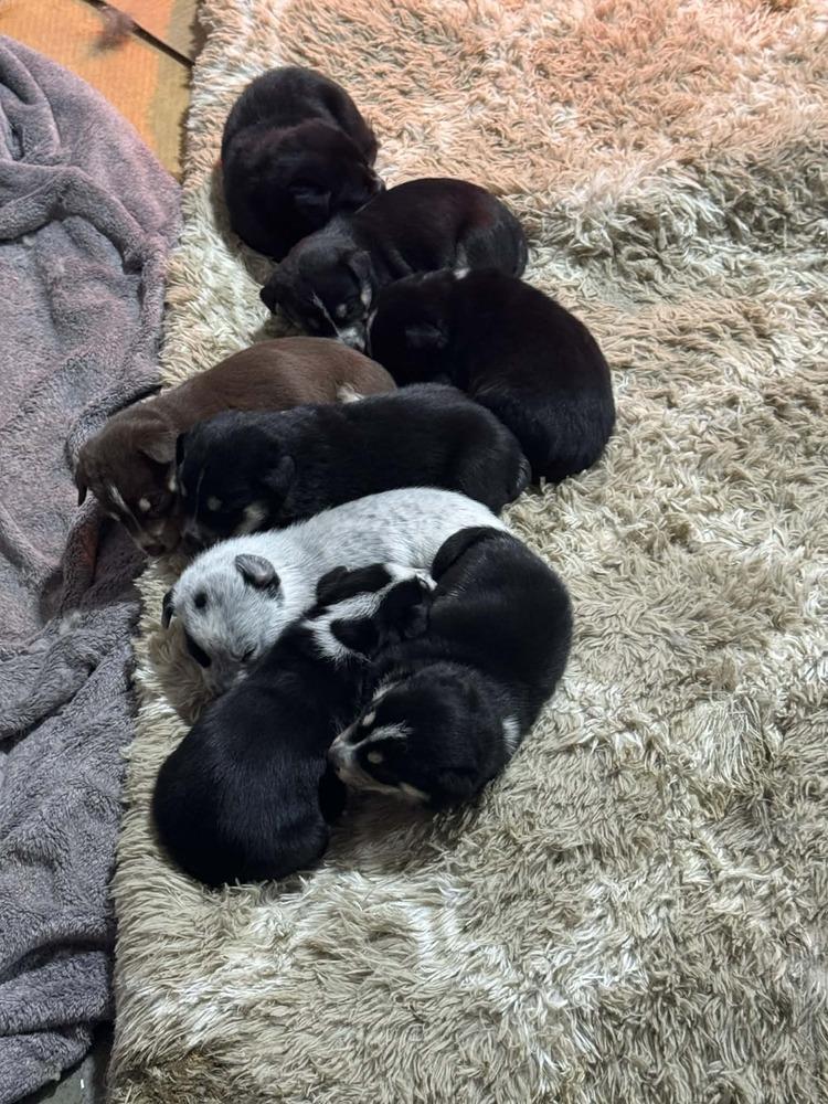 Enlarge Nature Dawgs : Willow, a Adoptable mixed breed in Aurora, IN image 5/5