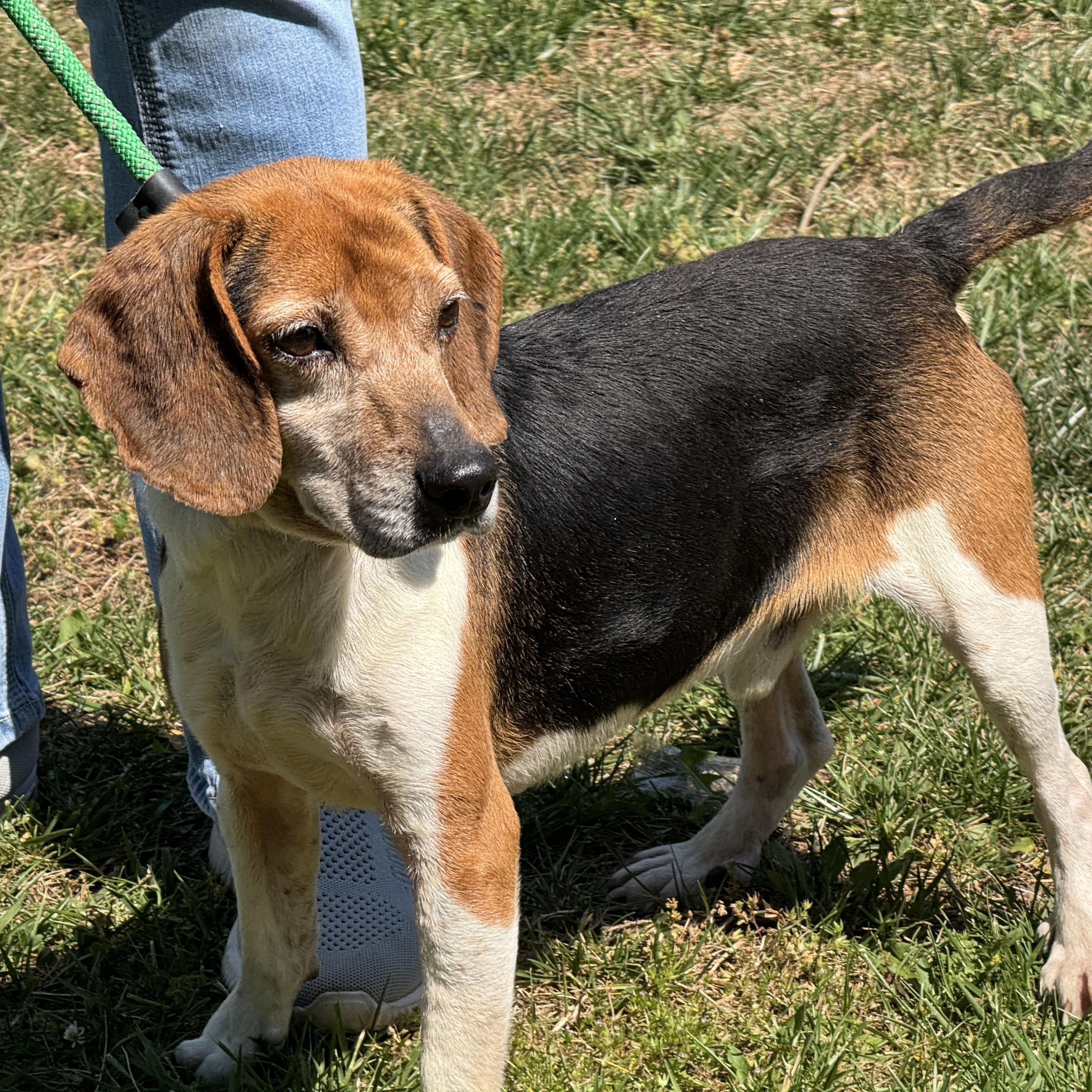 Uno, a ADOPTABLE Beagle in Richmond, VA image 4/6