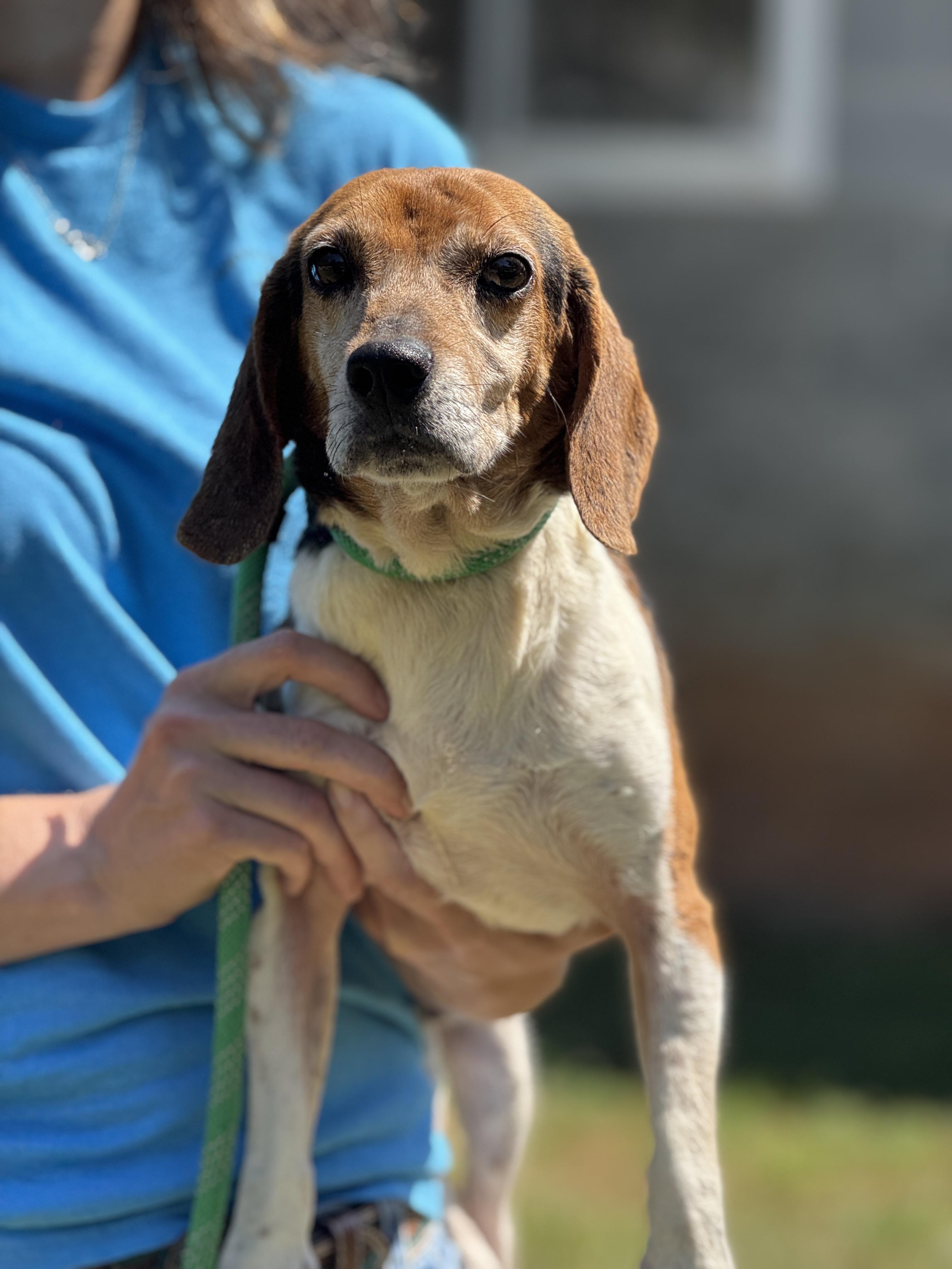 Uno, ADOPTABLE, Adult Male Beagle.