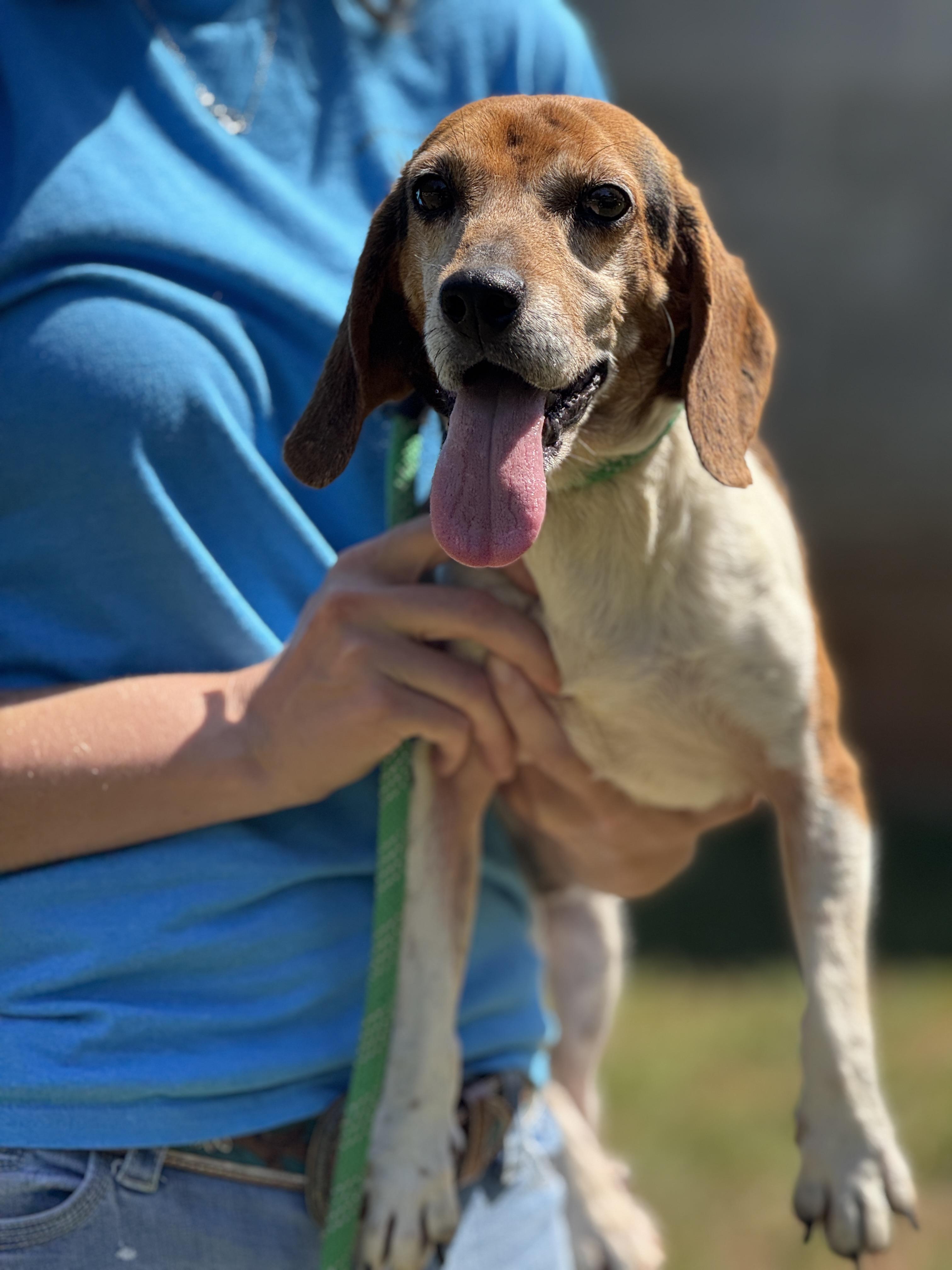 Uno, a ADOPTABLE Beagle in Richmond, VA image 3/6