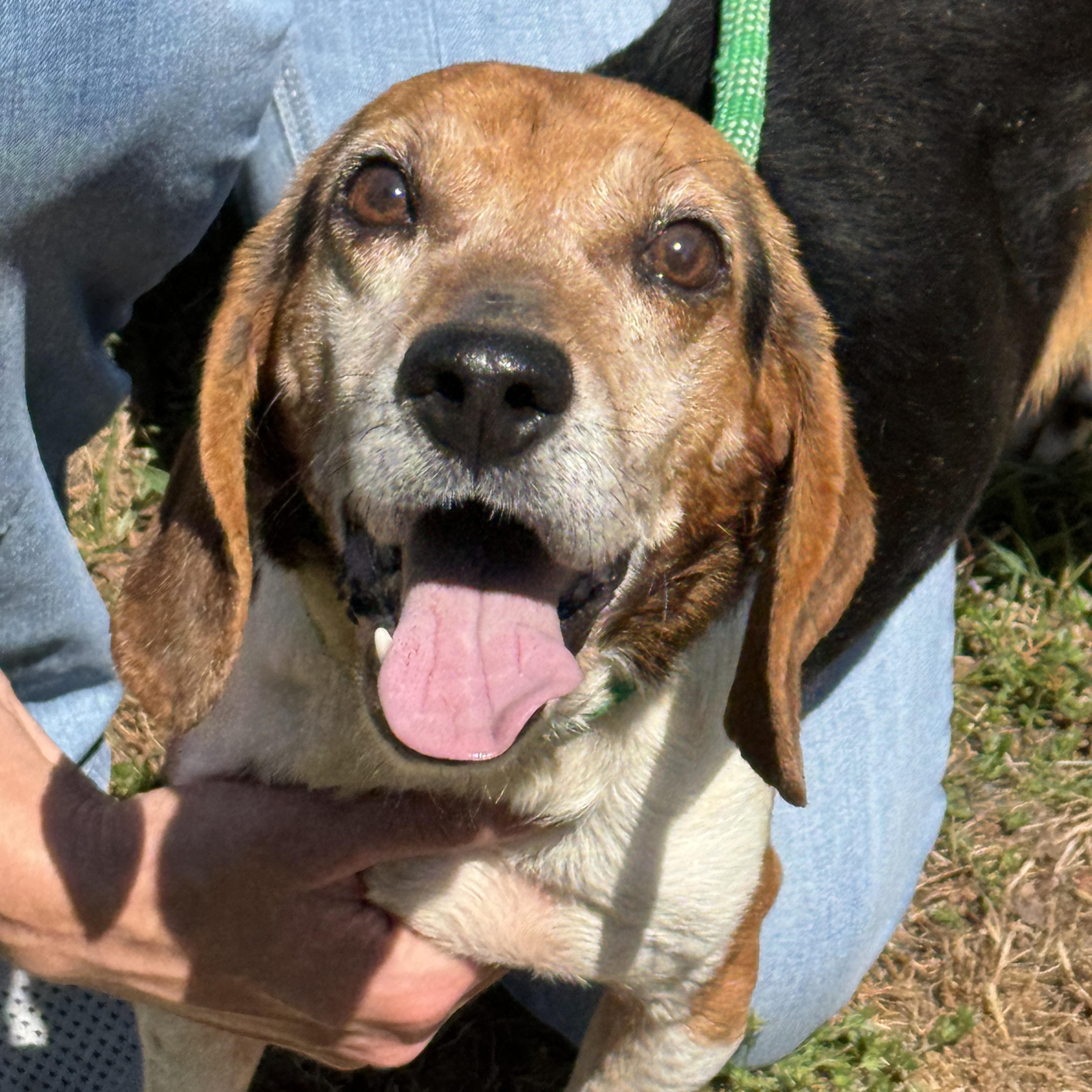 Uno, a ADOPTABLE Beagle in Richmond, VA image 5/6
