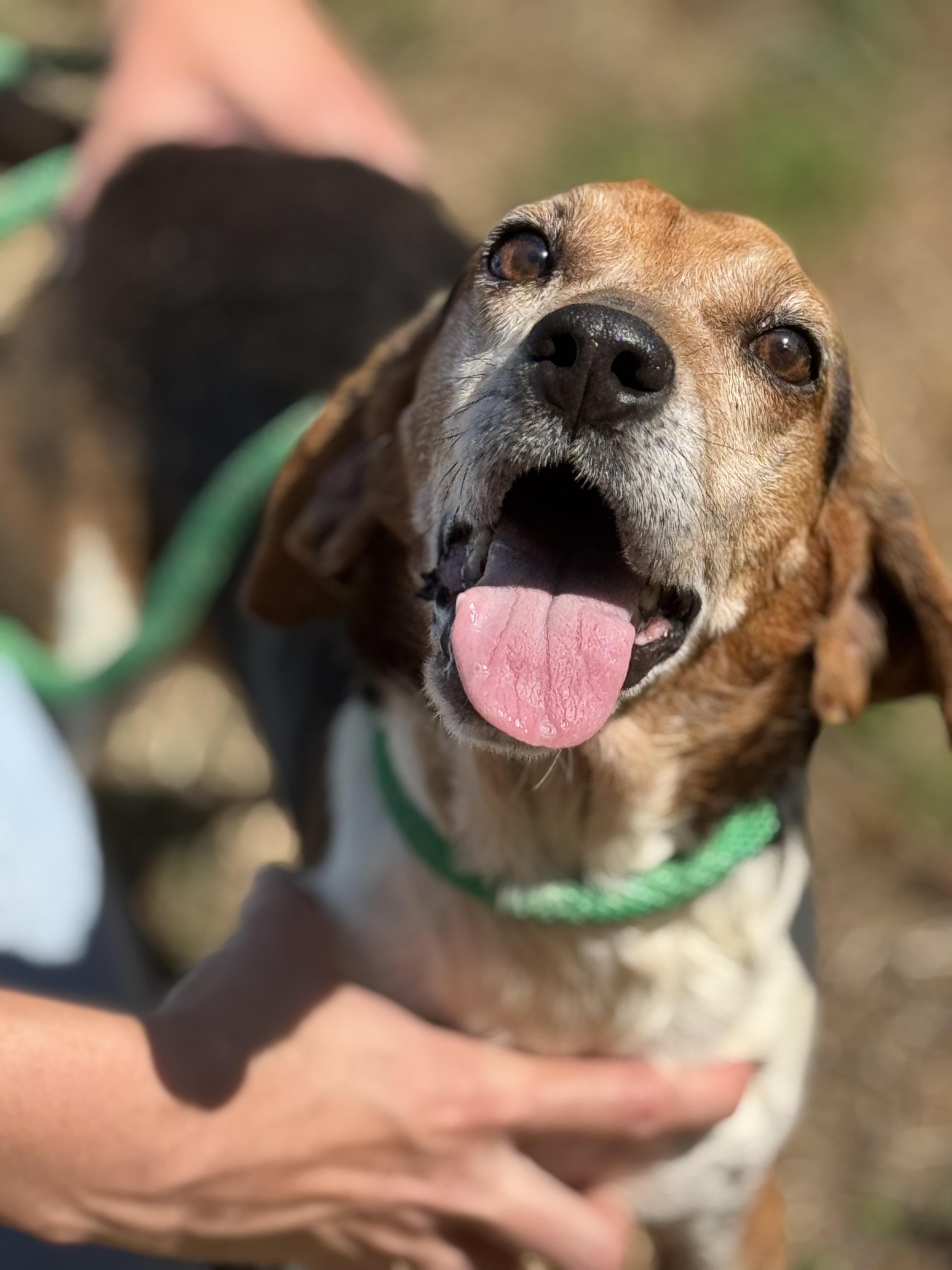 Uno, a ADOPTABLE Beagle in Richmond, VA image 2/6