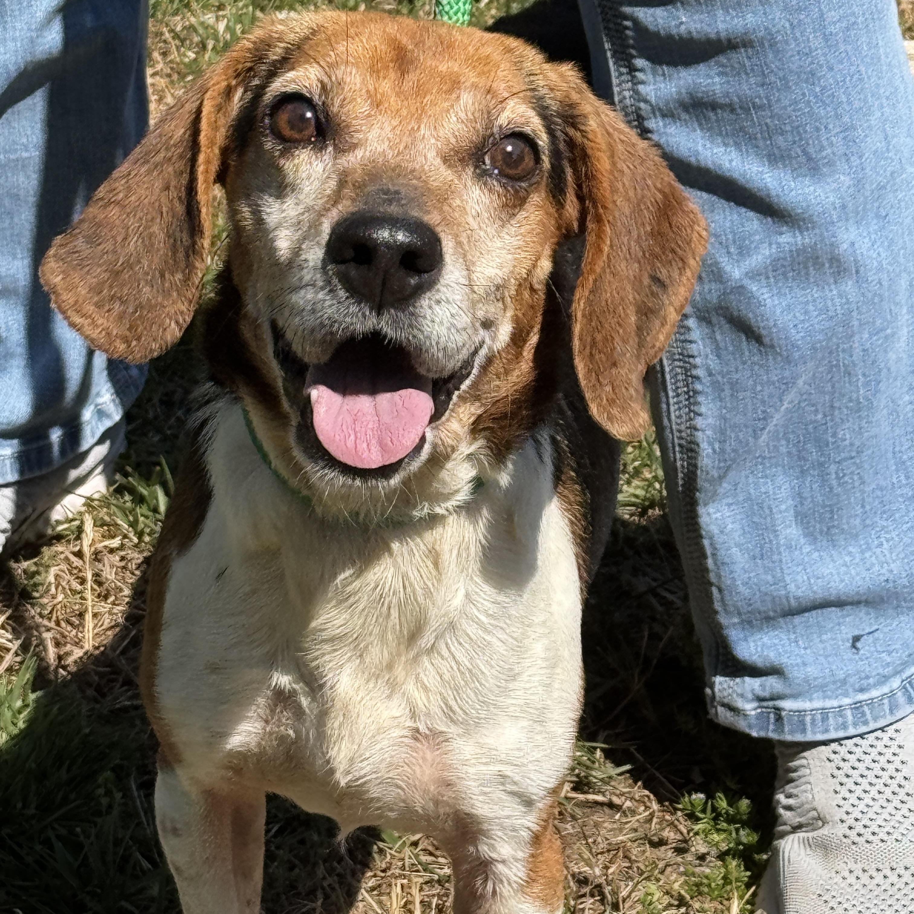 Uno, a ADOPTABLE Beagle in Richmond, VA image 6/6