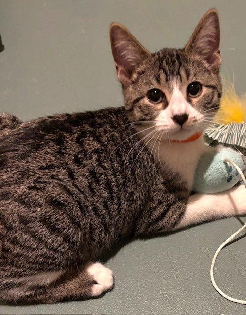 Enlarge Goodyear, a Adopted Domestic Short Hair in Shawnee, KS image 1/3