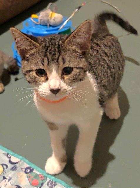 Enlarge Goodyear, a Adopted Domestic Short Hair in Shawnee, KS image 2/3