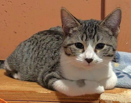 Enlarge Goodyear, a Adopted Domestic Short Hair in Shawnee, KS image 3/3