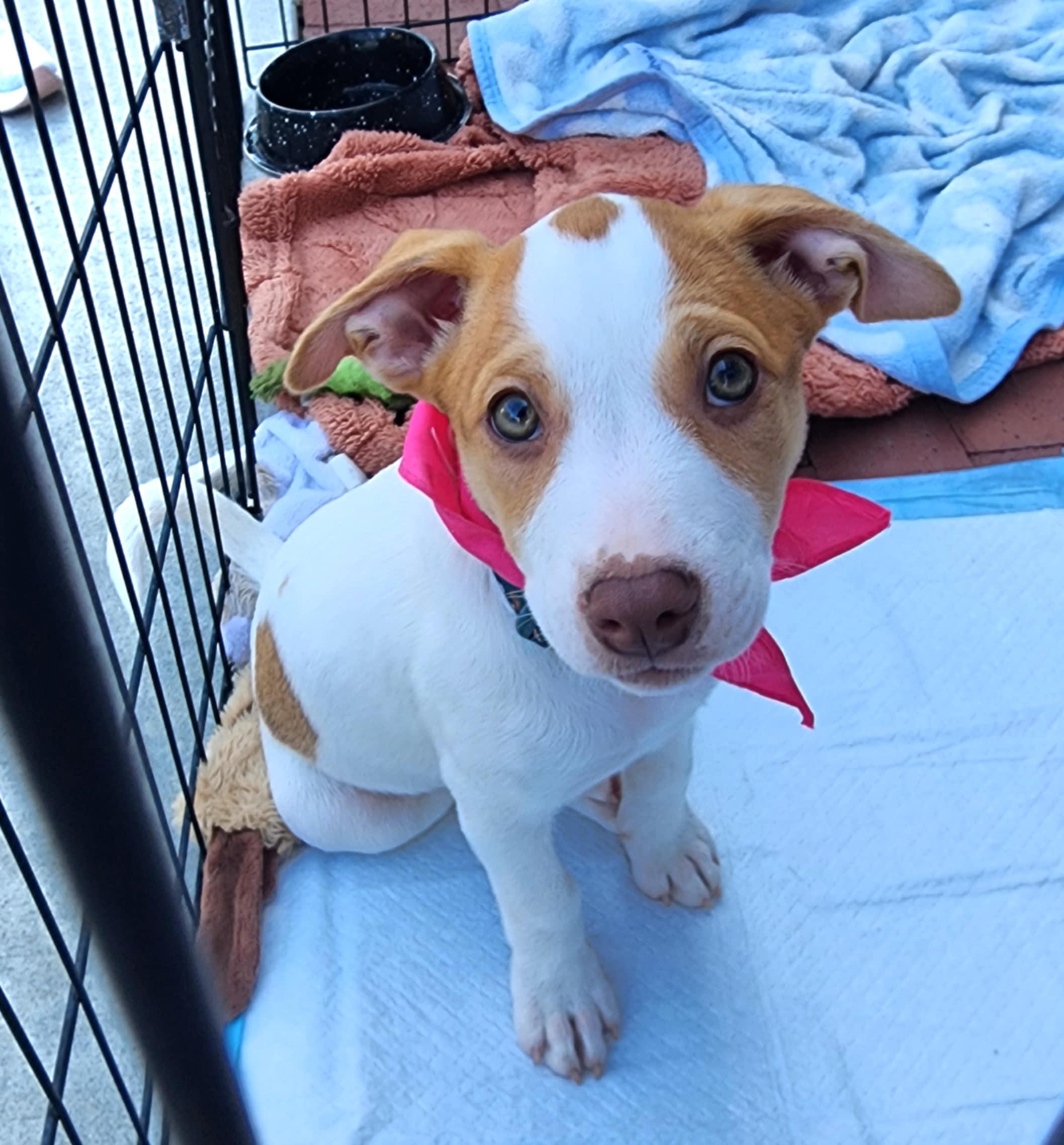 Janessa, Baby Female Terrier