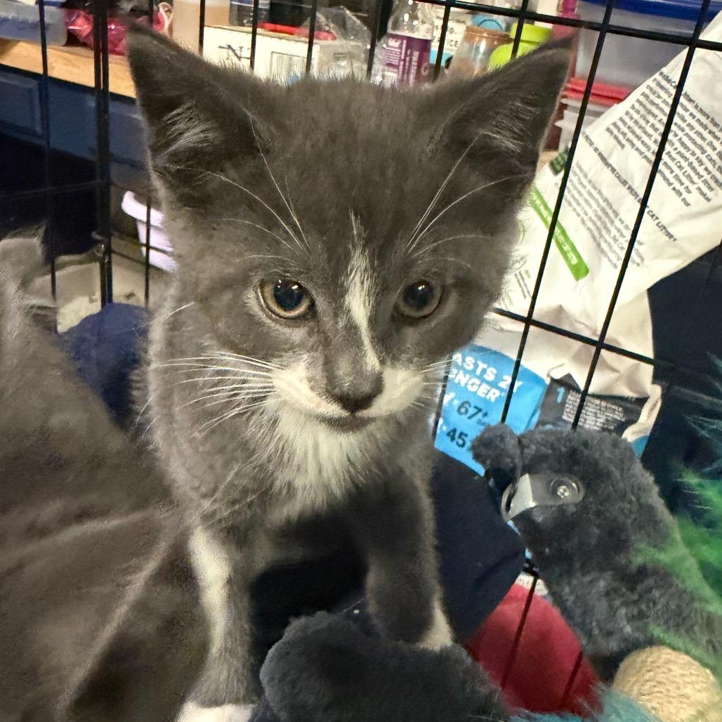 Orion, Adoptable, Kitten Male Domestic Short Hair.