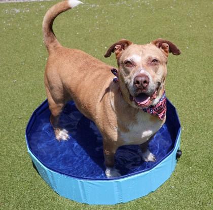 Ravioli, a ADOPTABLE Mixed Breed in Athens, GA image 1/6