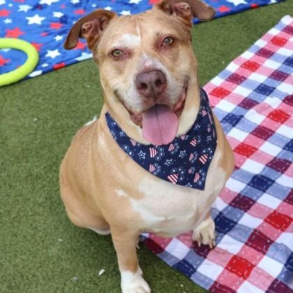 Ravioli, a ADOPTABLE Mixed Breed in Athens, GA image 3/6
