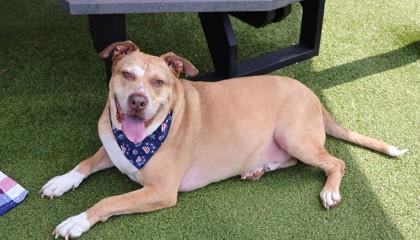 Ravioli, a ADOPTABLE Mixed Breed in Athens, GA image 4/6