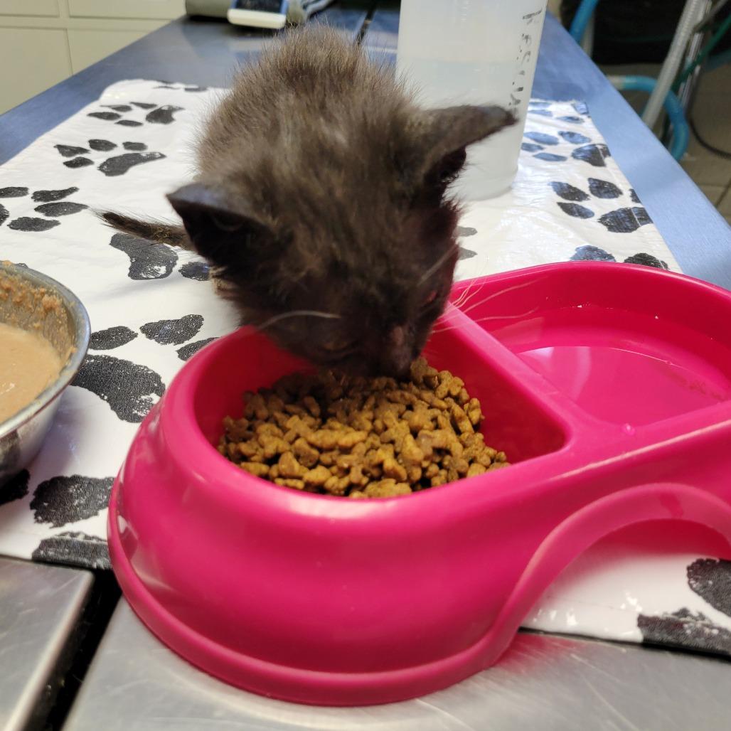 Enlarge Smokey, a Adoptable Domestic Short Hair in Ruckersville, VA image 1/2