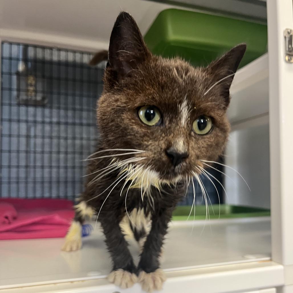 Enlarge Smokey, a Adoptable Domestic Short Hair in Ruckersville, VA image 2/2