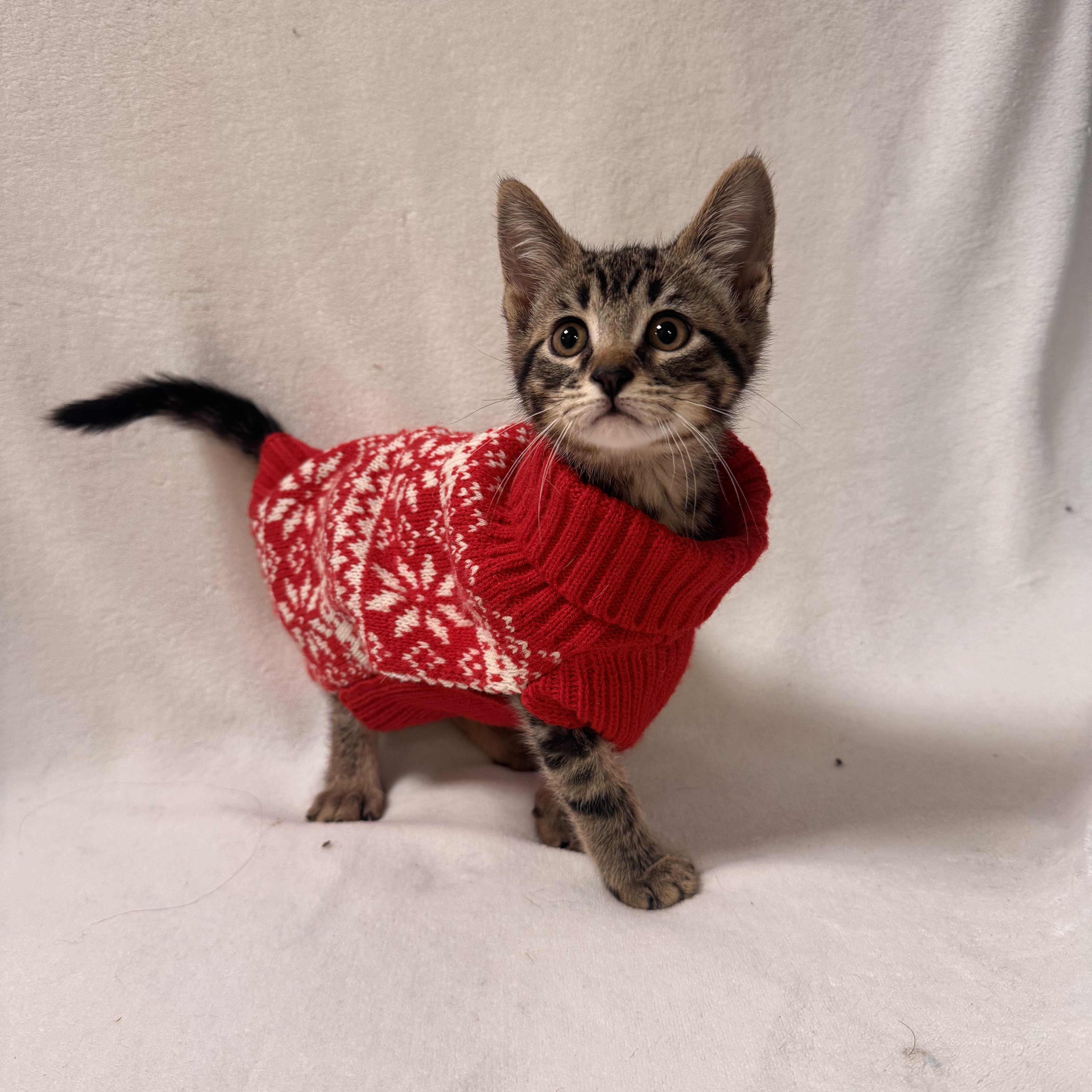 Drac , ADOPTABLE, Adult Female Domestic Short Hair.