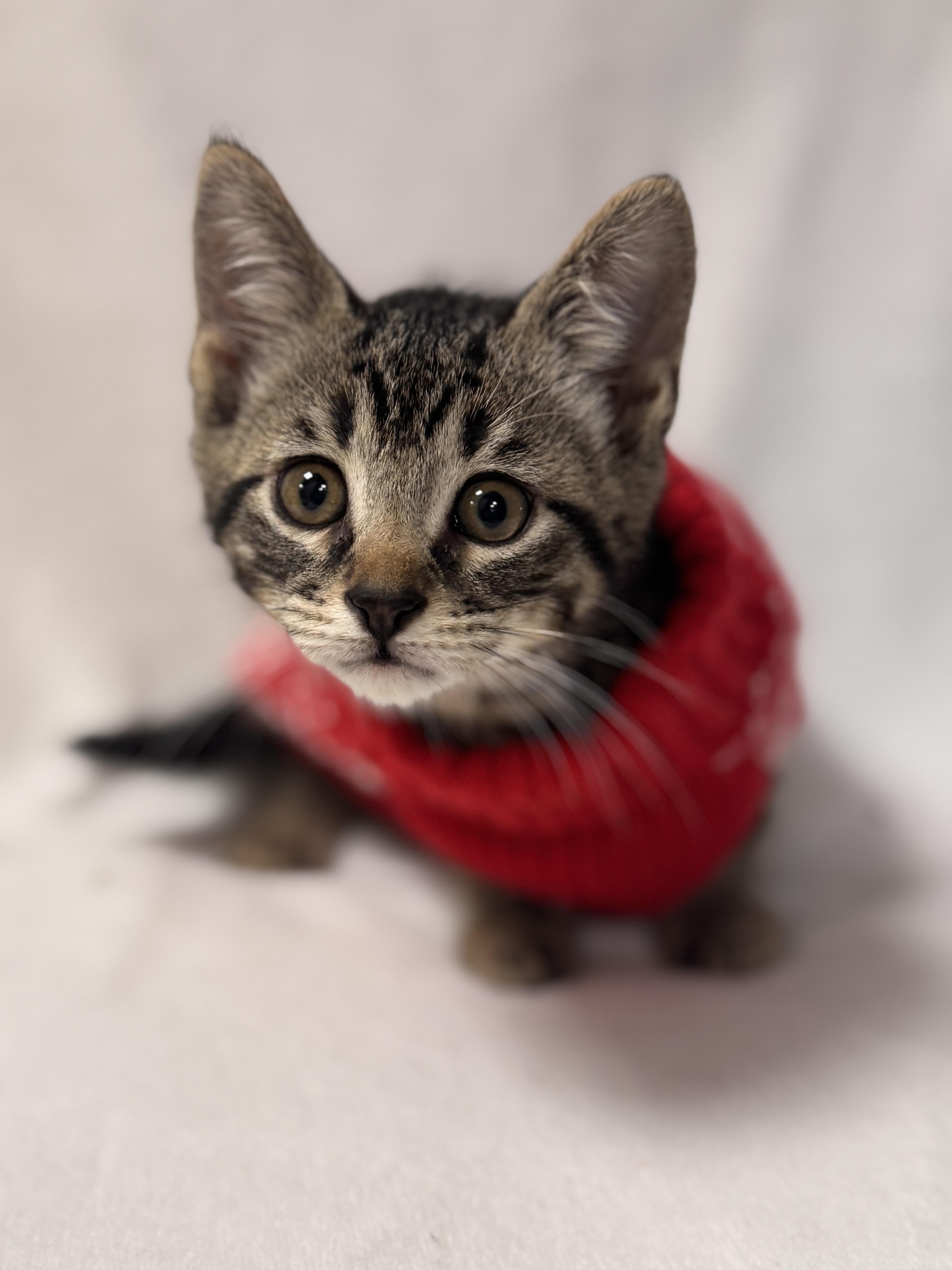 Enlarge Drac , a ADOPTABLE Domestic Short Hair in Walker, MI image 3/5