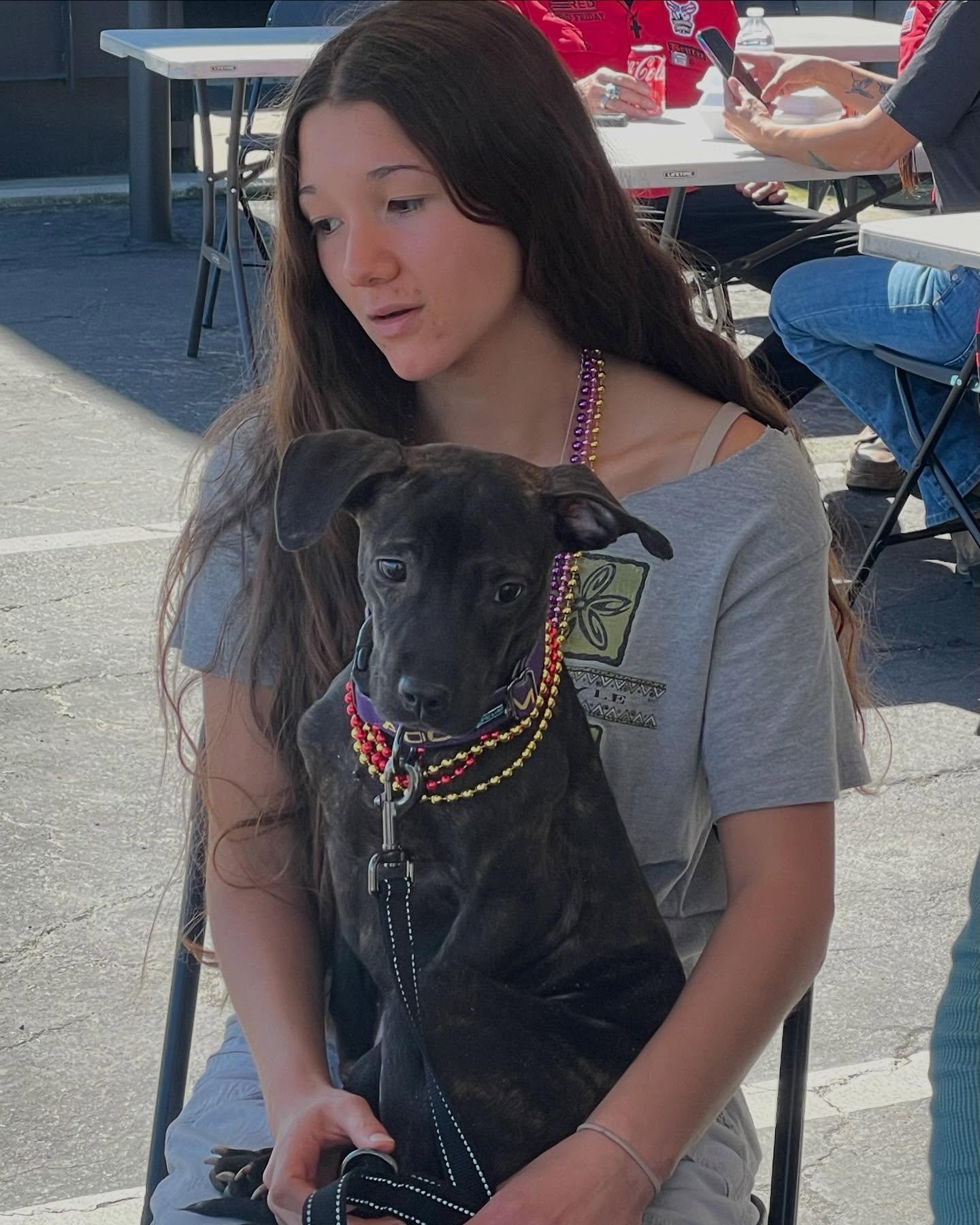 Enlarge Choco, a Adoptable Terrier in San Francisco, CA image 1/6