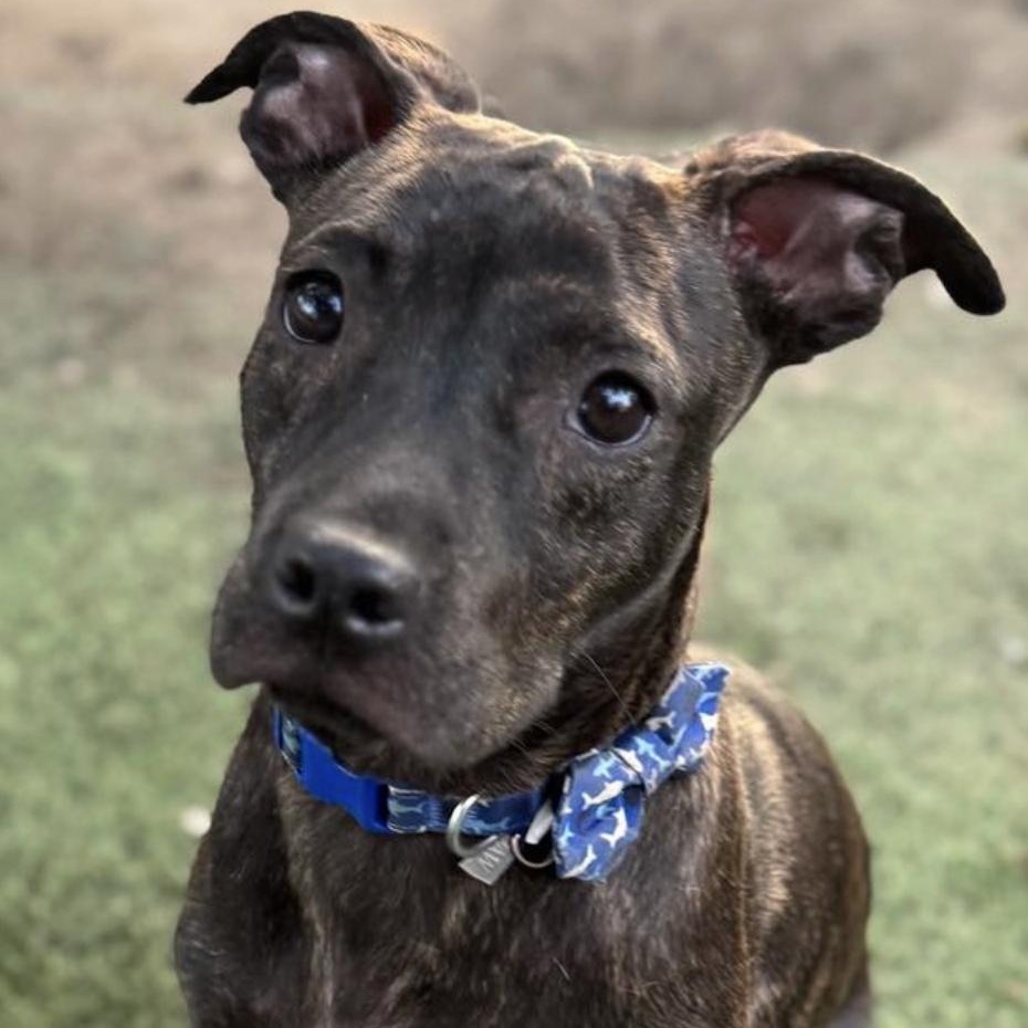Enlarge Choco, a Adoptable Terrier in San Francisco, CA image 2/6