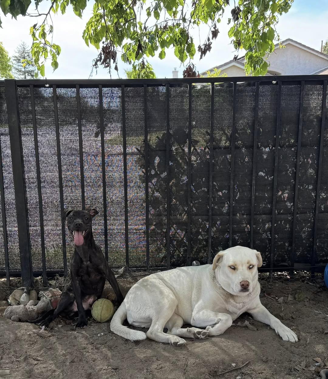 Enlarge Choco, a Adoptable Terrier in San Francisco, CA image 3/6