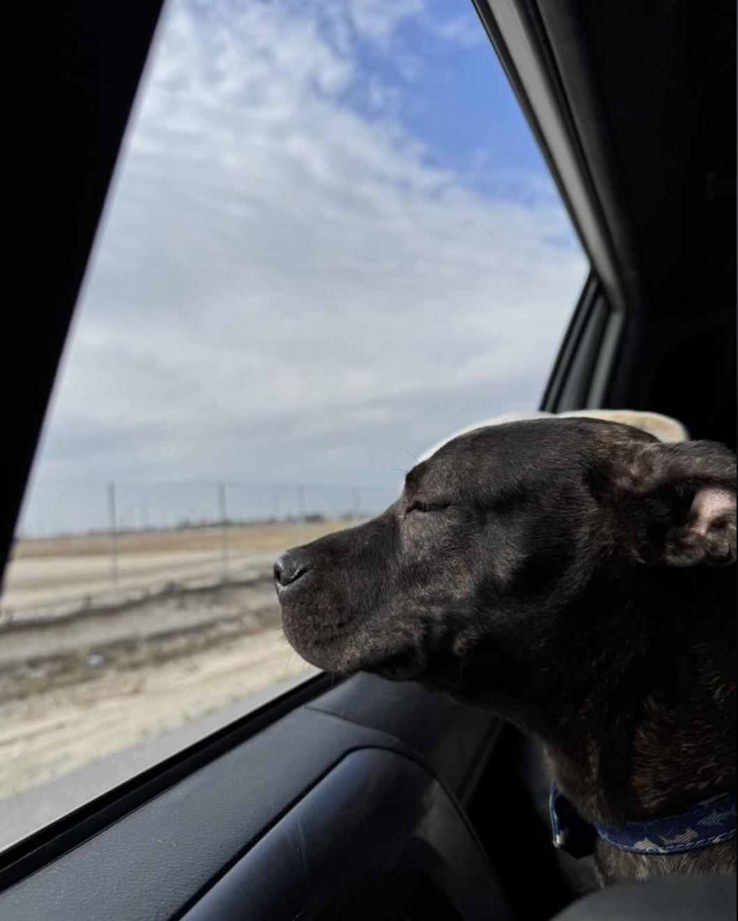 Enlarge Choco, a Adoptable Terrier in San Francisco, CA image 4/6