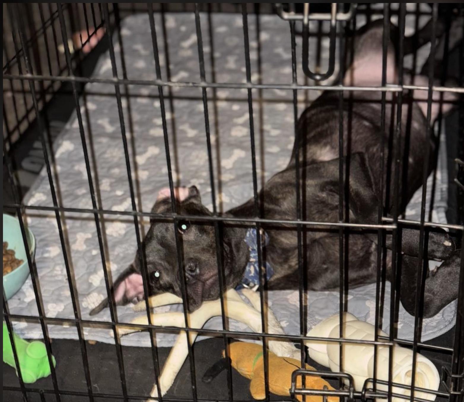 Enlarge Choco, a Adoptable Terrier in San Francisco, CA image 5/6