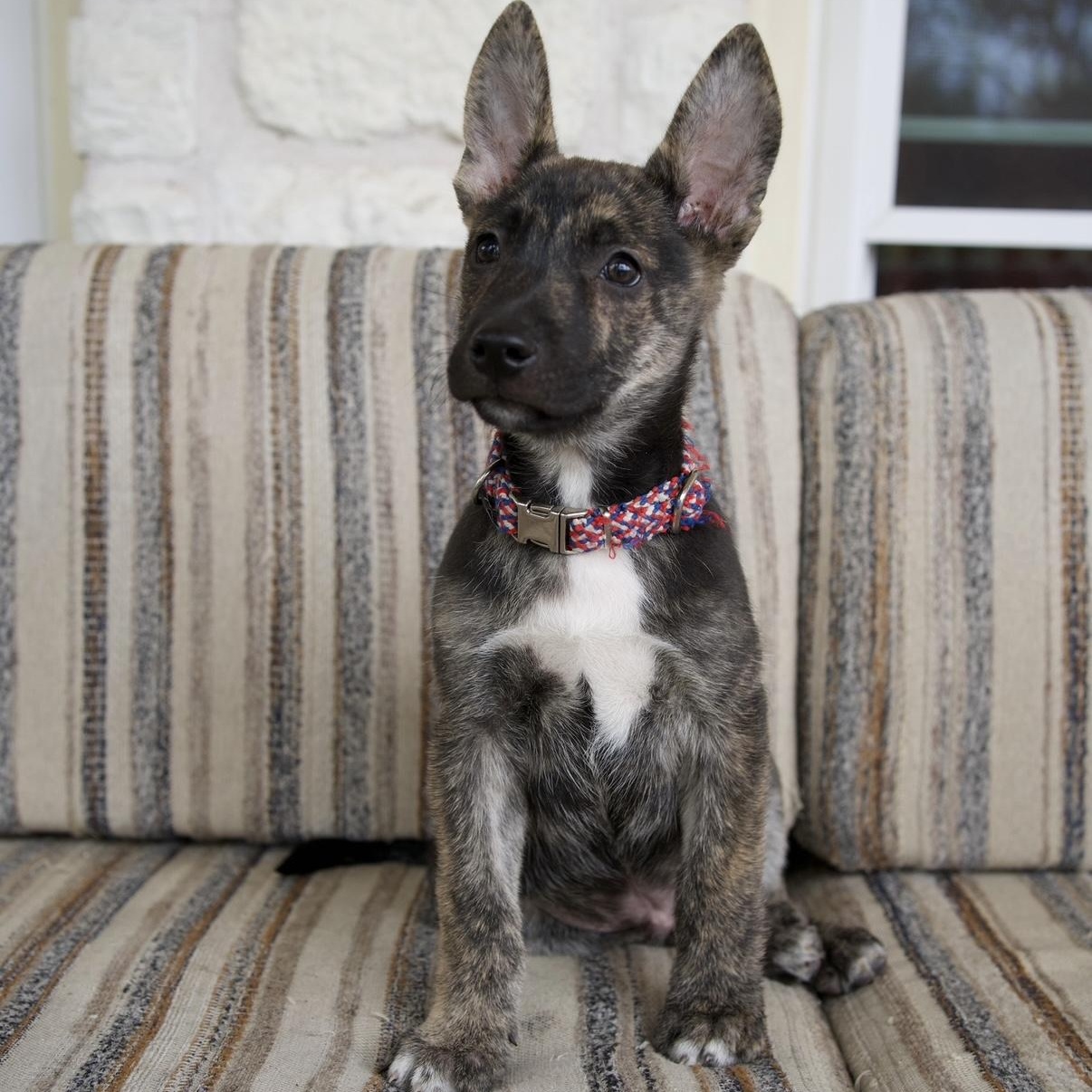 Enlarge Ranger, a Adoptable mixed breed in Canyon Lake, TX image 4/6