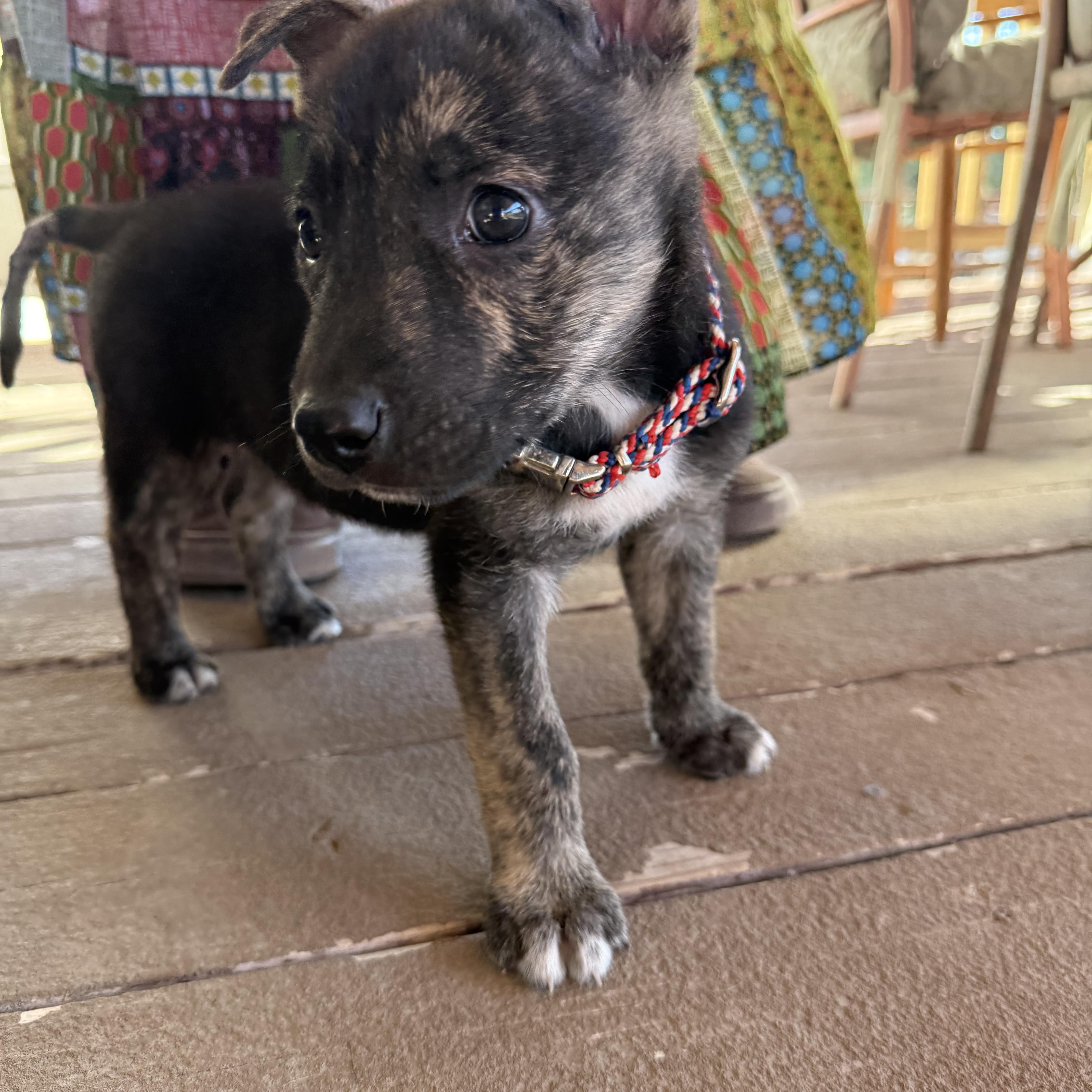 Enlarge Beacon, a Adoptable mixed breed in Austin, TX image 5/6