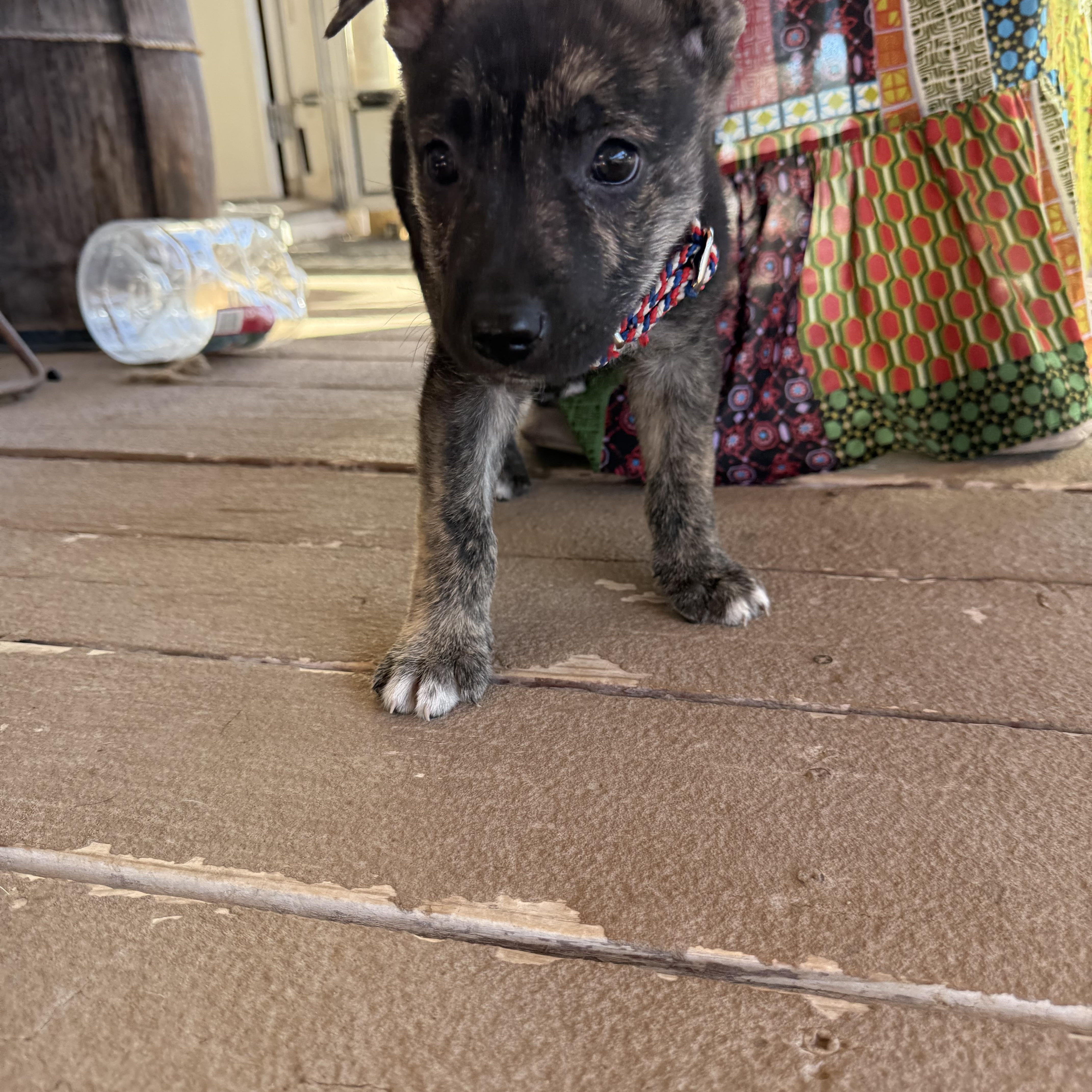 Enlarge Beacon, a Adoptable mixed breed in Austin, TX image 4/6