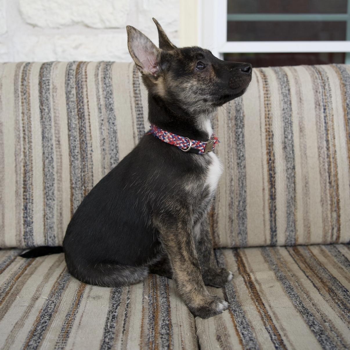 Enlarge Ranger, a Adoptable mixed breed in Canyon Lake, TX image 6/6