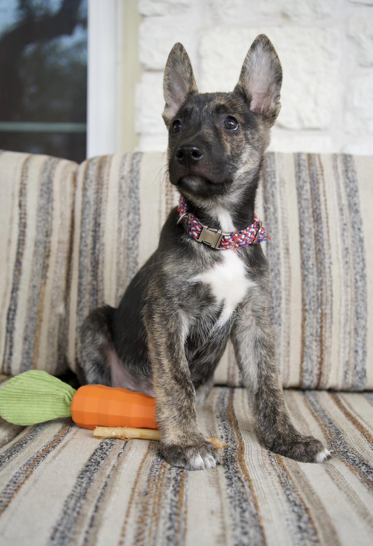 Enlarge Ranger, a Adoptable mixed breed in Canyon Lake, TX image 2/6
