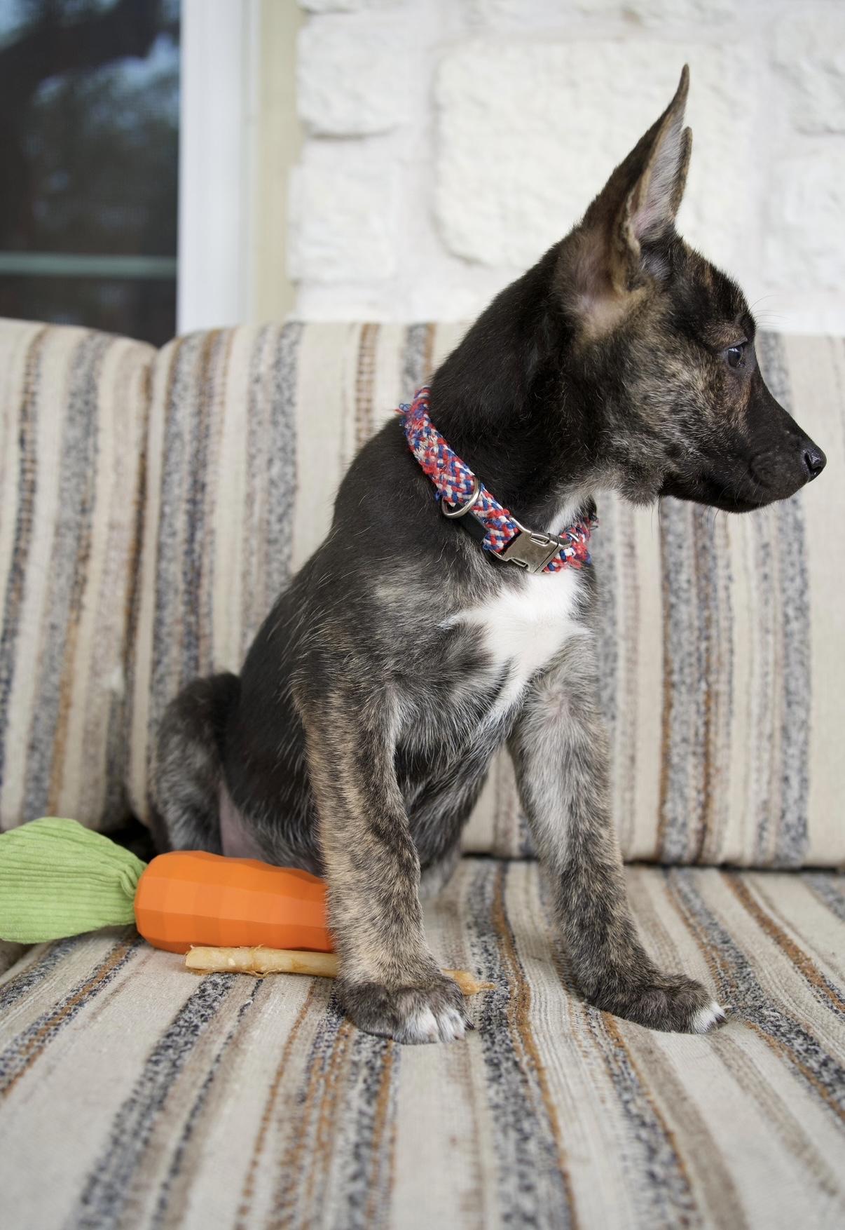 Enlarge Ranger, a Adoptable mixed breed in Canyon Lake, TX image 5/6