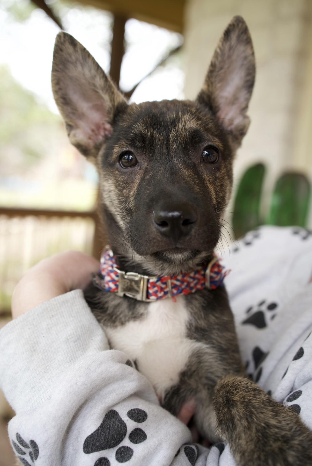 Enlarge Ranger, a Adoptable mixed breed in Canyon Lake, TX image 1/6