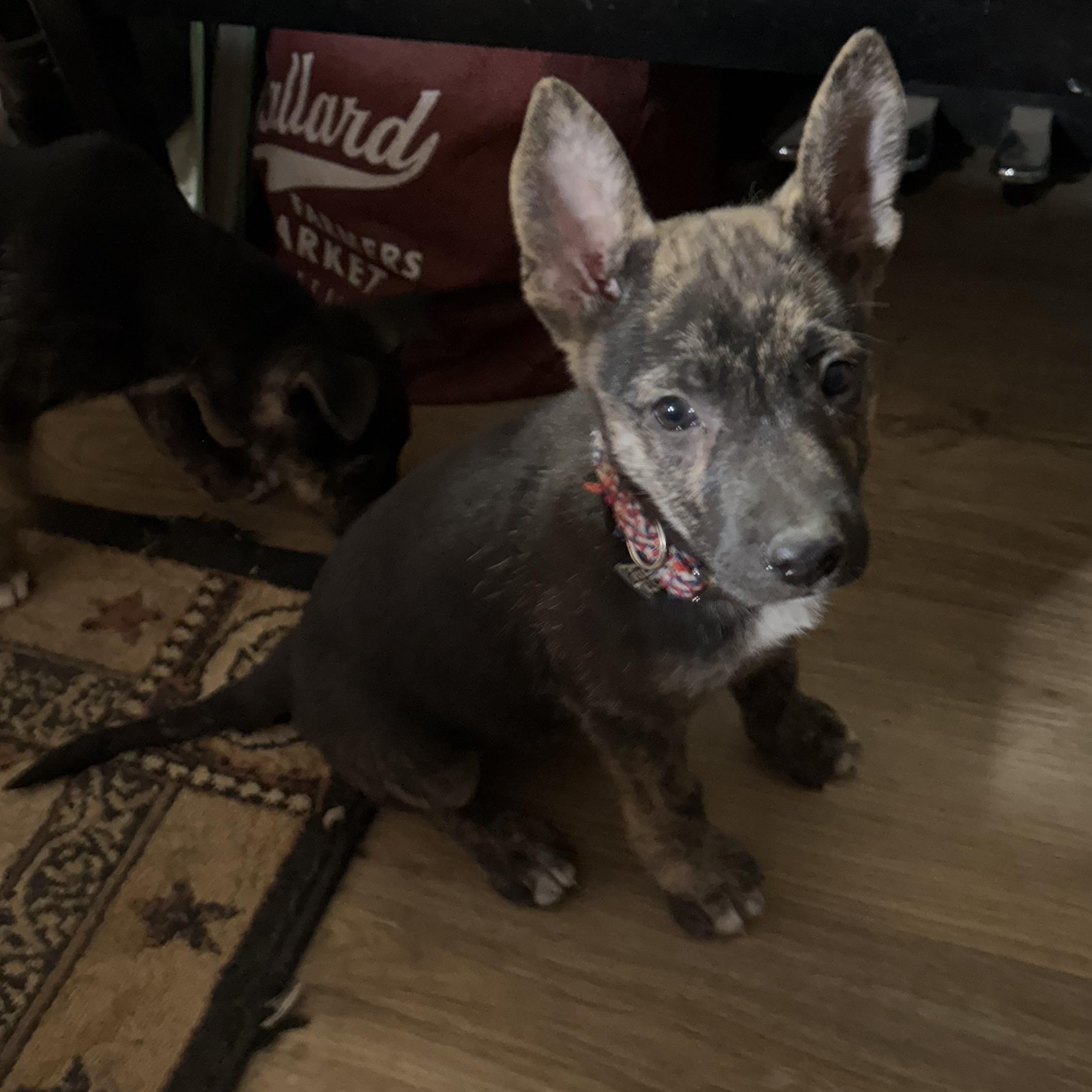 Enlarge Beacon, a Adoptable mixed breed in Austin, TX image 2/6